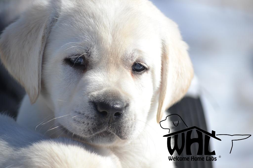Labrador Puppies For Sale Mn Welcome Home Labs